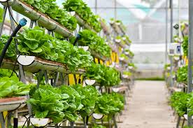 journaling & urban gardening